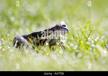 Rana temporaria. Assis sur la grenouille sur l'herbe Banque D'Images