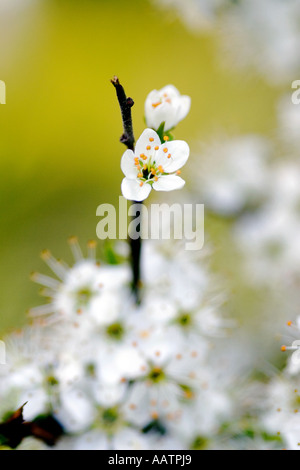 Crataegus monogyna. L'aubépine fleur fleur à l'extrémité d'une brindille Banque D'Images