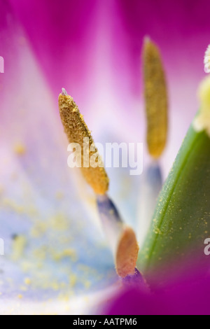 Milieu de tulipe rose capitule et l'étamine Banque D'Images