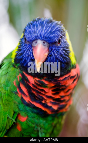 Trichoglossus moluccanus. Rainbow lorikeet en captivité Banque D'Images