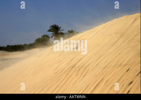 Shifting sands empiéter sur oasis située au-delà de la dune de sable dans le désert du sahara à Douz, Tunisie Banque D'Images