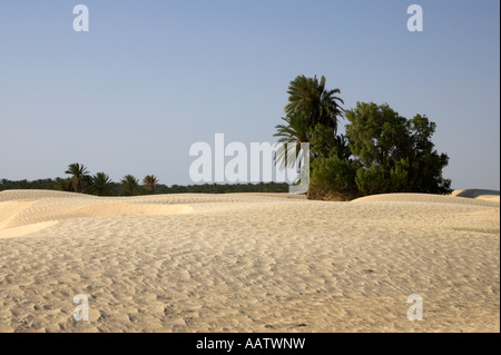 Dunes de sable empiétant sur oasis au milieu du désert sur le bord du désert du sahara à Douz, Tunisie Banque D'Images