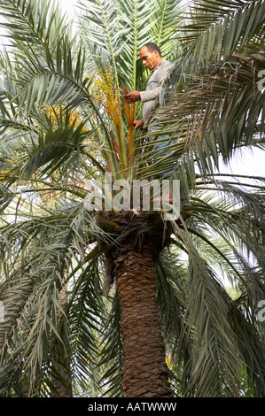 L'application de travailleur local pollen mâle à femelle date palm à pollenate arbre date d'améliorer le rendement à Tozeur tunisie Banque D'Images