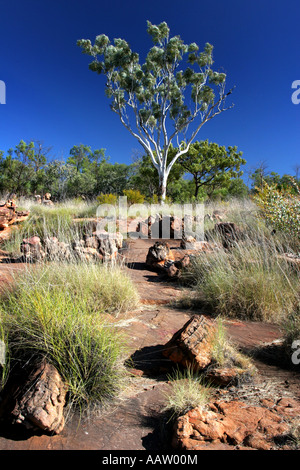 Le grès et le paysage spinifex sur le chemin d'accès à manning gorge falls station mont hart Gibb River Road south Banque D'Images