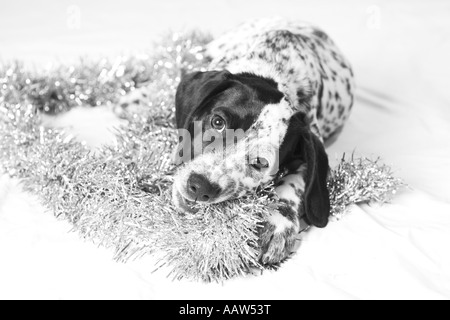 Chiot dalmatien entouré de guirlandes à Noël Banque D'Images