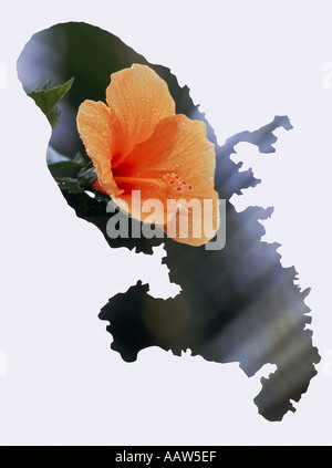 Hibiscus orange en forme de la Martinique site Banque D'Images