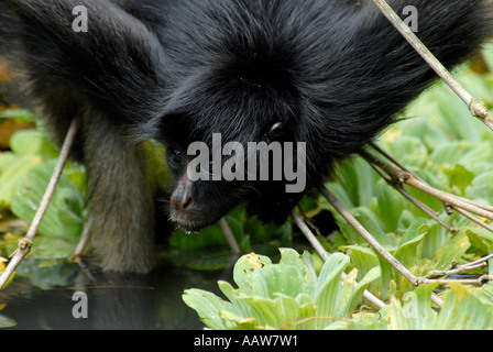 Singe araignée noir face noire PANISCUS ATELES CHAMEK Banque D'Images