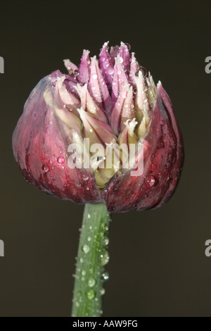 Les nouveaux couverts de rosée Fleur de ciboulette Allium schoenoprasum Banque D'Images