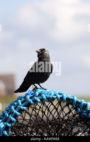 Corvus monedula choucas sur Lobster Pot avec corde bleu à l'île de Iona en Écosse Banque D'Images