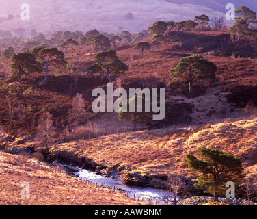 Forêt de pins sur les pentes inférieures de Beinn Dubhchraig, Tyndrum. Banque D'Images