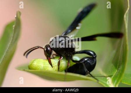 Une guêpe (espèce : Delta emarginatum, famille : eumenidae, ordre : Hymenoptera) pique une chenille sur une usine en Afrique du Sud. Banque D'Images