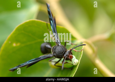 Une guêpe (espèce : Delta emarginatum, famille : eumenidae, ordre : Hymenoptera) pique une chenille sur une usine en Afrique du Sud. Banque D'Images