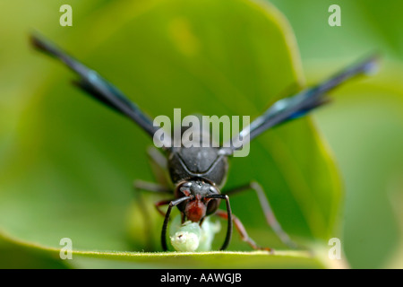 Une guêpe (espèce : Delta emarginatum, famille : eumenidae, ordre : Hymenoptera) pique une chenille sur une usine en Afrique du Sud. Banque D'Images