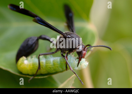 Une guêpe (espèce : Delta emarginatum, famille : eumenidae, ordre : Hymenoptera) pique une chenille sur une usine en Afrique du Sud. Banque D'Images