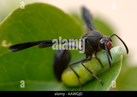 Une guêpe (espèce : Delta emarginatum, famille : eumenidae, ordre : Hymenoptera) pique une chenille sur une usine en Afrique du Sud. Banque D'Images