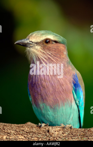 Un lilas Breasted Roller (Coracias caudata) sur une branche d'arbre en Afrique du Sud. Banque D'Images