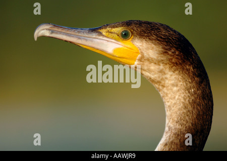 Un portrait en gros plan d'un Africain vert (Anhinga Rufa) en Afrique du Nord-ouest de la province. Banque D'Images