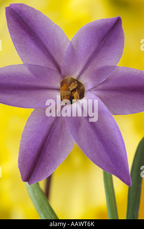 Ipheion 'Froyle Mill' de l'aga violet sombre en forme d'étoile bleu fleur. Banque D'Images