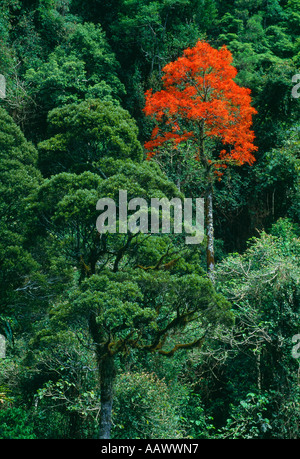 Arbre à fleurs rouges Barrington Tops National Park New South Wales Australie Banque D'Images