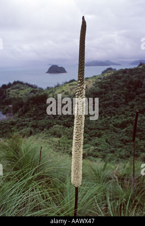 South Molle Island Grass Tree Xanthorrhoea australis Whitsunday Islands Ile-de-France France Banque D'Images