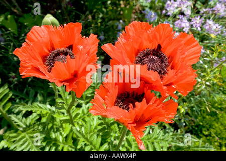 Graines de pavot d'Orient (Papaver orientale) Banque D'Images