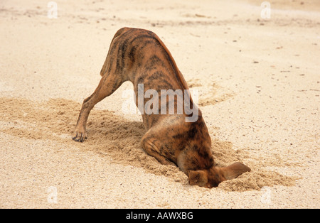 Phu Quoc Ridgeback chien creuser pour les crabes Banque D'Images