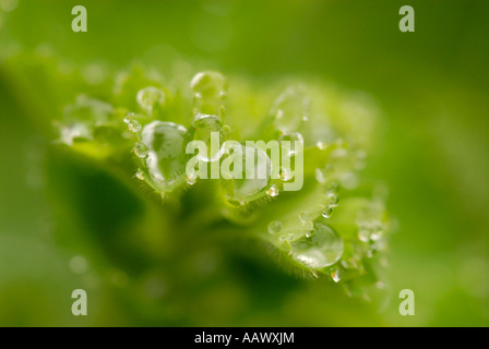 Gouttes d'eau sur leaf Banque D'Images