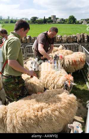 Notices sur les moutons dans le village de Cotswold Guiting Power, Gloucestershire Banque D'Images