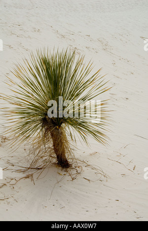 Petit arbre yucca dans dune de sable blanc White Sands National Monument au Nouveau Mexique Banque D'Images