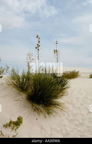 Petit arbre yucca dans dune de sable blanc White Sands National Monument au Nouveau Mexique Banque D'Images