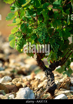 Vigne en sol rocheux au vignoble de Châteauneuf du Pape France Banque D'Images