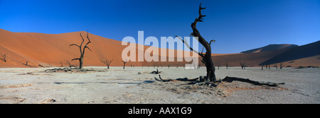 Arbres pétrifiés à Deadvlei nr Sosusvlei désert du Namib Namibie Banque D'Images