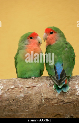 Une paire de Peach-faced Lovebirds (Agapornis roseicollis) assis face à face sur le journal. Banque D'Images