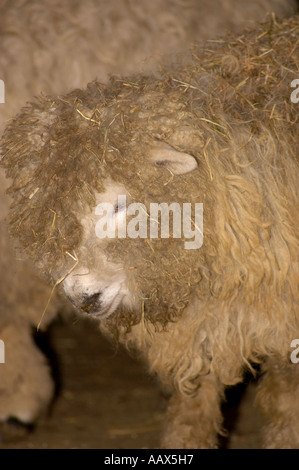 Un adulte seul face gris moutons Dartmoor à l'intérieur recouvert de paille Banque D'Images