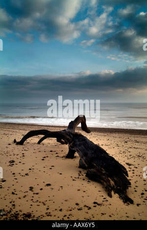 Arbre échoué sur la plage de Covehithe Suffolk Banque D'Images