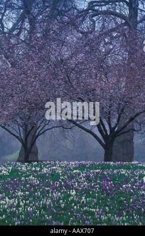 St James Park début du printemps soirée avec tapis de crocus et arbres en fleurs London UK Banque D'Images