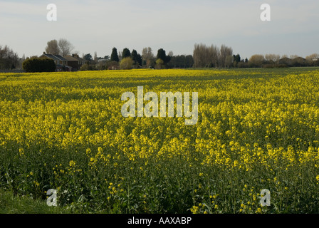 Champ de colza près de Douvres Banque D'Images