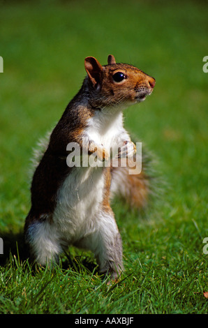 Jeune écureuil gris Sciurus carolinensis Banque D'Images