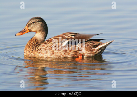 Stockente Mallard Anas platyrhynchos femelle Weibchen Banque D'Images