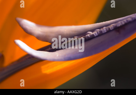 Horizontale de couleur de la photo macro d'un nectaire violet Bird of Paradise flower Banque D'Images