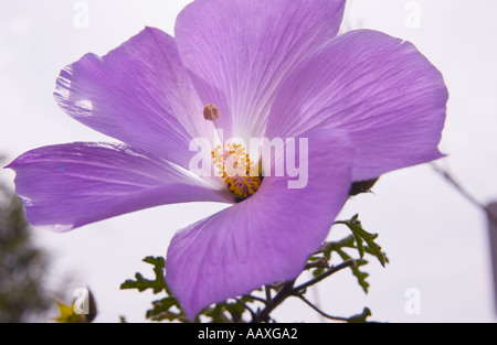 Une macro d'une image horizontale de couleur fleur d'hibiscus pourpre avec des anthères jaunes et la stigmatisation Banque D'Images