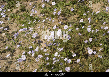 De nombreuses fleurs de printemps bleu pâle de lin d'Autriche - Linaceae - Linum austriacum Banque D'Images