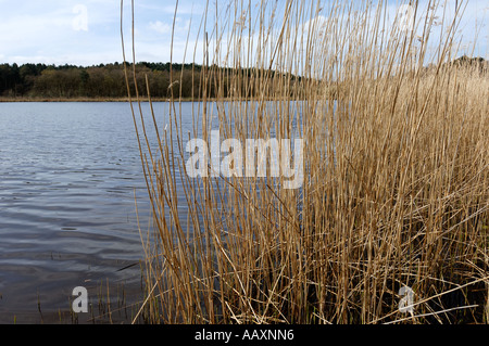 Hatchmere Delamere Forest Cheshire England UK Royal Vale Banque D'Images