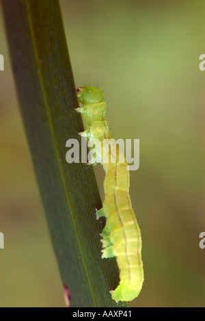 Skipper butterfly caterpillar sur brin d'herbe dans la forêt d'Epping London UK Banque D'Images