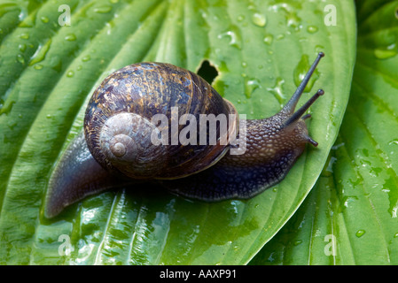 Jardin commun Escargot Helix aspersa sur feuille d'Hosta Banque D'Images