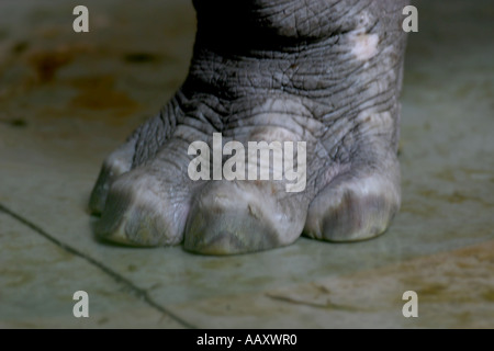 Hippopotamus Hippopotamus amphibious ; Aussi appelé : Hippo ; big foot Banque D'Images