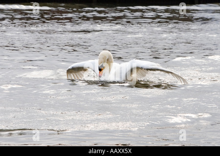 Swan s'étend sur les ailes sur Wroxham large de Norfolk, Angleterre Banque D'Images