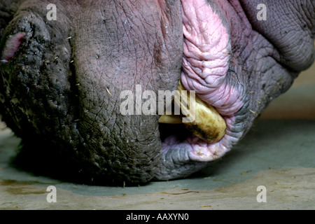 Hippopotamus Hippopotamus amphibious ; Aussi appelé : Hippo Banque D'Images