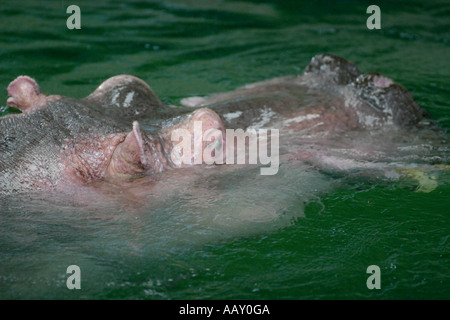 Hippopotamus Hippopotamus amphibious ; Aussi appelé : Hippo Banque D'Images