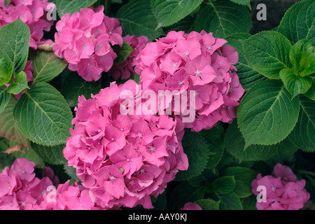 Hortensia, Hydrangea macrophylla. Sur blossom Banque D'Images